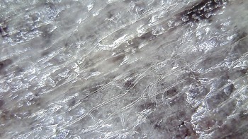 Bawang. (Foto: Brightside)