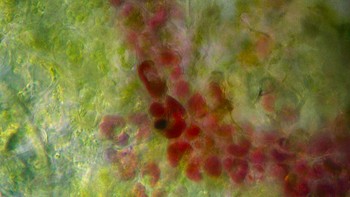 Buah pear. (Foto: Brightside)