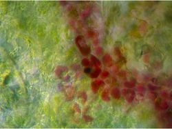 Potret Mencengangkan Benda-benda di Bawah Mikroskop