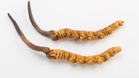 Yarsagumba sebetulnya adalah larva ulat yang terinfeksi oleh jamur parasit Ophiocordyceps. (Foto: Thinkstock)