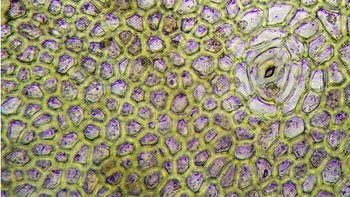 Labu. (Foto: Brightside)