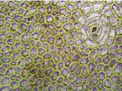 Potret Mencengangkan Benda-benda di Bawah Mikroskop