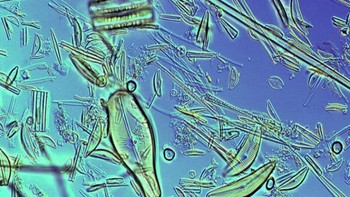 Air. (Foto: Brightside)