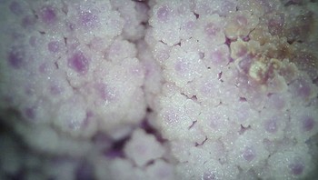 Sayur kubis. (Foto: Brightside)