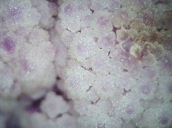 Potret Mencengangkan Benda-benda di Bawah Mikroskop