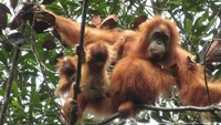 Banjir di Sumatera Mempercepat Kepunahan Orangutan Tapanuli