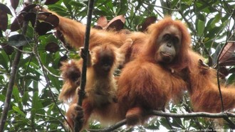Banjir di Sumatera Mempercepat Kepunahan Orangutan Tapanuli