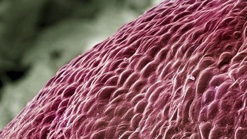 Buah anggur. (Foto: Brightside)