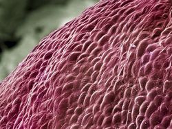 Potret Mencengangkan Benda-benda di Bawah Mikroskop