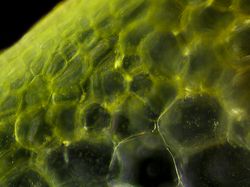 Potret Mencengangkan Benda-benda di Bawah Mikroskop