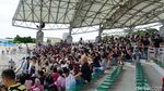 Foto: Lumba-lumba Lincah dari Jepang