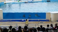 Secara bergantian atau bersamaan,lumba-lumba itu menari dan meloncat. Okinawa Churaumi Aquarium sangatlah terkenal dengan kunjungan yang meningkat dari tahun ke tahun (Masaul/detikTravel)