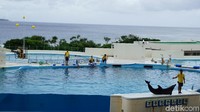 Teater Oki-chan sangat dekat dengan bibir pantai dan berpanorama Pulau Iejima. Ada beberapa aksi lincah yang diperlihatkan oleh lumba-lumba berbagai ukuran ini, mulai dari meloncat hingga menari mengelilingi kolam mengikuti arahan pelatihnya (Masaul/detikTravel) 