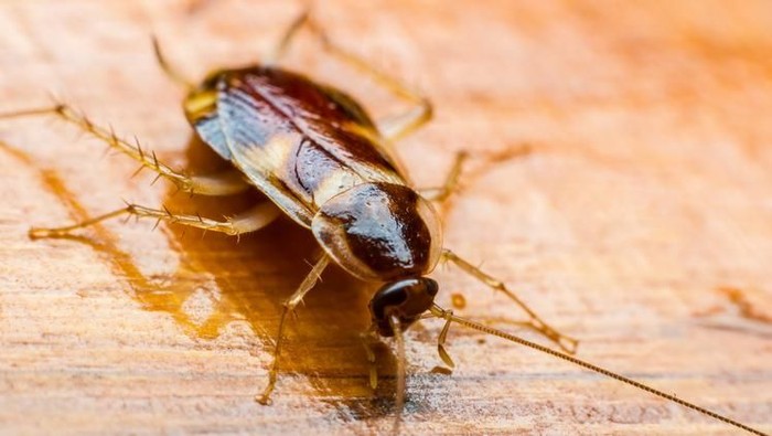 Dugaan perawat yang sengaja melepas kecoa di lantai IGD agar pindah kerja. Foto: iStock Dugaan perawat yang sengaja melepas kecoa di lantai IGD agar pindah kerja. Foto: iStock