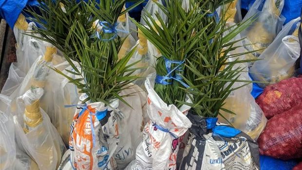 25 pohon kurma juga ikut diselundupkan