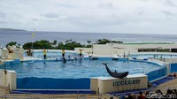 Pertunjukan lumba-lumba ini ada di Okinawa Churaumi Aquarium. Setelah mengunjungi Akuarium Kuroshio, kami bergegas ke spot selanjutnya, yakni Teater Oki-chan (Masaul/detikTravel)