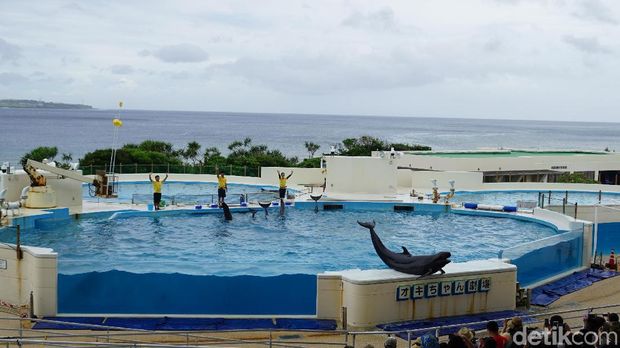 Melihat Lumba-luba Lincah di Okinawa Churaumi Aquarium