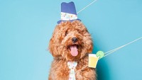 Anjing ini terlihat menggemaskan saat difoto dengan berbagai properti lucu ditambah dengan ekspresinya yang menjulurkan lidah. Semakin menggemaskan. Istimewa/Boredpanda.