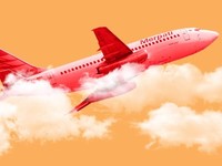 Ini Dia Penyelamat Merpati dari Mati Suri