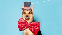 Anjing ini tampak gagah dengan hiasan properti topi tinggi dan dasi kupu-kupu berwarna senada. Istimewa/Boredpanda.