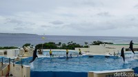 Di samping Teater Oki-chan, tempat lumba-lumba beraksi ada beberapa kolam, yakni kolam penyu laut, lalu lagoon lumba-lumba (Masaul/detikTravel)