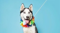 Lucunya Siberian Husky ini didandani dengan kerah warna-warni seperti pelangi. Istimewa/Boredpanda.