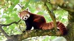 Berkenalan dengan Panda Merah, Hewan Unik dari Benua Asia
