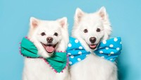 Dua anjing ini seperti anak kembar didandani dengan dasi kupu-kupu berwarna cerah dan ceria. Istimewa/Boredpanda.