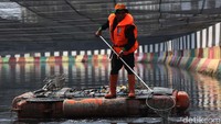 Petugas membersihkan sampah di Kali Sentiong.