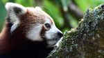 Berkenalan dengan Panda Merah, Hewan Unik dari Benua Asia