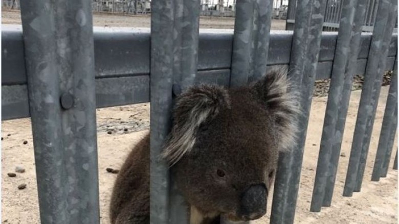 Seekor Koala Tersangkut di Pagar di Adelaide Seekor Koala Tersangkut di Pagar di Adelaide