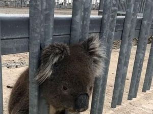 Seekor Koala Tersangkut di Pagar di Adelaide