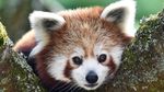 Berkenalan dengan Panda Merah, Hewan Unik dari Benua Asia