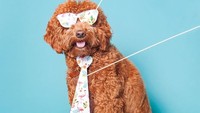 Gaya anjing ini tambah keren dengan tambahan properti kacamat dan dasi berwarna senada. Istimewa/Boredpanda.