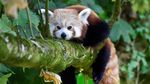 Berkenalan dengan Panda Merah, Hewan Unik dari Benua Asia
