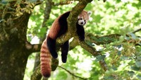 Hewan menggemaskan ini memiliki waktu beraktivitas yang unik. Mereka aktif di waktu pagi dan senja, sedangkan di siang hari panda merah tidur dan beristirahat di dahan pohon. Selain itu, bayi panda merah terlahir dalam keadaan buta dan baru dapat melihat di usia tiga minggu. Rebecca Naden/Reuters.