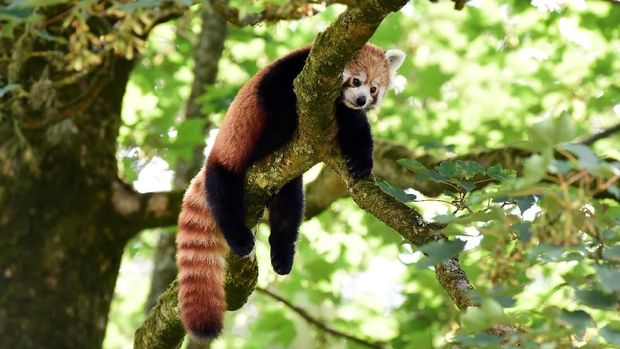 Siapa yang tak kenal dengan Master Shifu yang merupakan salah satu karakter dalam film Kungfu Panda. Karakter itu lahir dari keunikan panda merah.