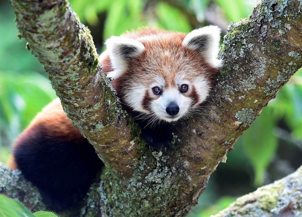 Siapa yang tak kenal dengan Master Shifu yang merupakan salah satu karakter dalam film Kungfu Panda. Karakter itu lahir dari keunikan panda merah.