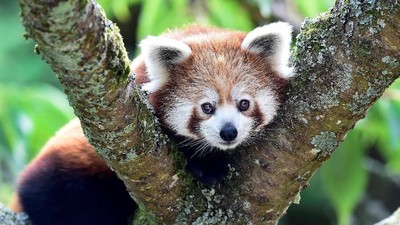Berkenalan dengan Panda Merah, Hewan Unik dari Benua Asia