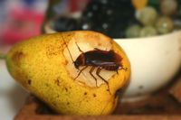 Ide Keren Nih, Atasi Limbah Makanan Dengani Bantuan 300 Juta Kecoa!