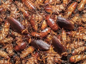 Ide Keren Nih, Atasi Limbah Makanan Dengani Bantuan 300 Juta Kecoa!