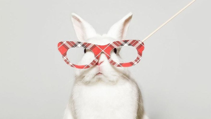 Lucu Dan Menggemaskan Saat Hewan Hewan Ini Disuruh Berpose Foto 3