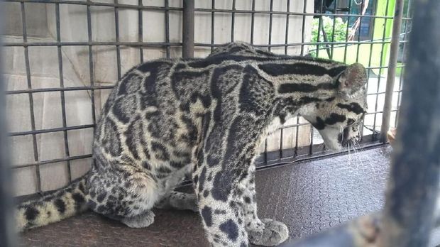 Macan dahan yang terjebak di permukiman Macan dahan yang terjebak di permukiman