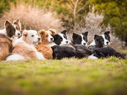 Deretan Foto Pemenang Fotografi Anjing yang Menggemaskan