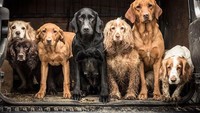 Saat ini, ada 138 ras anjing yang diakui secara resmi. (Tracy Kidd)