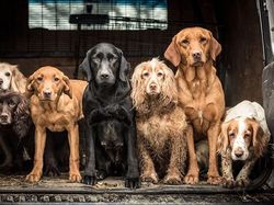 Deretan Foto Pemenang Fotografi Anjing yang Menggemaskan