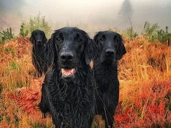 Deretan Foto Pemenang Fotografi Anjing yang Menggemaskan