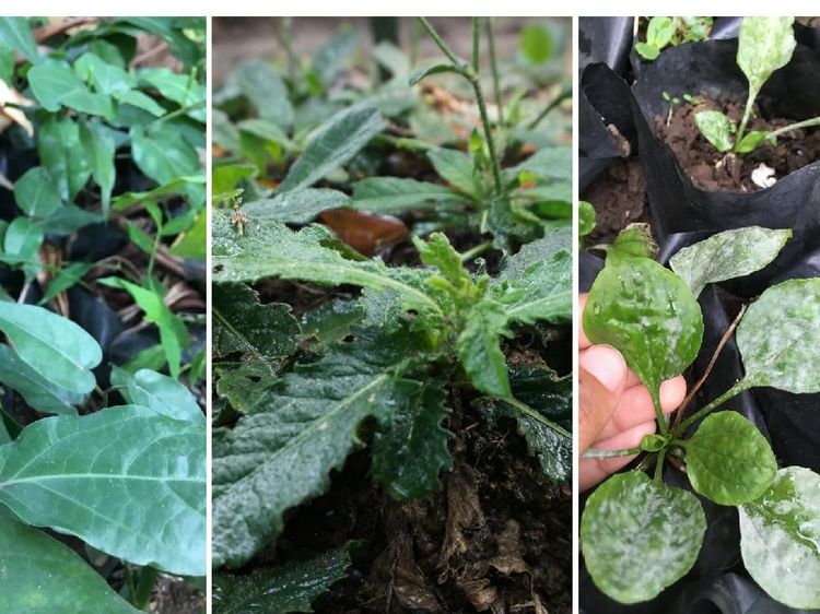 Foto: Ragam Tanaman Herbal yang Bisa Mencegah Penyakit