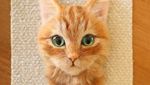 Wow! Hiasan Kucing Ini Terlihat Seperti Asli