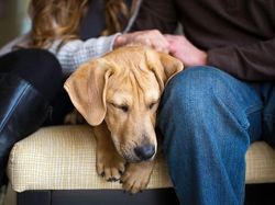Deretan Foto Pemenang Fotografi Anjing yang Menggemaskan